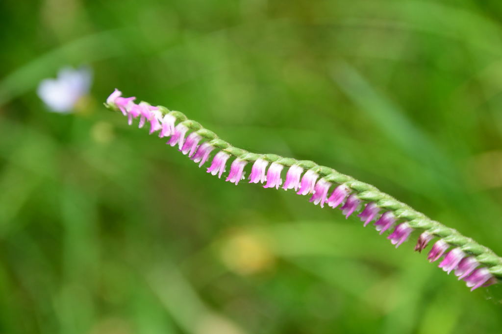 捻じれてなぁ～い