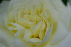 薔薇　チャイコフスキー