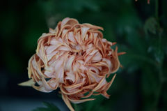 古典菊　秋偲