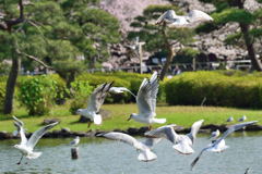 千葉公園　ユリカモメ