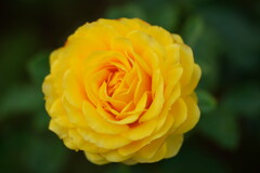 薔薇　ゴールデン　フラッシュ