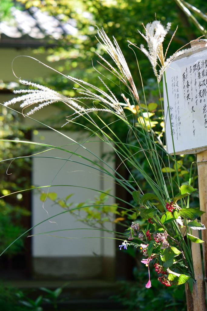 明月院　おもてなし