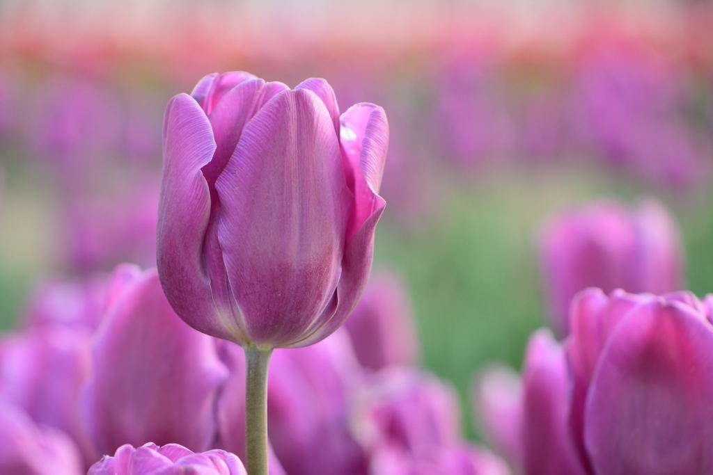 チューリップ　パープルフラッグ