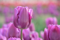 チューリップ　パープルフラッグ