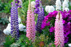 ルピナス　リリアン