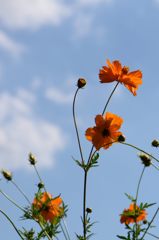 キバナコスモスと青空