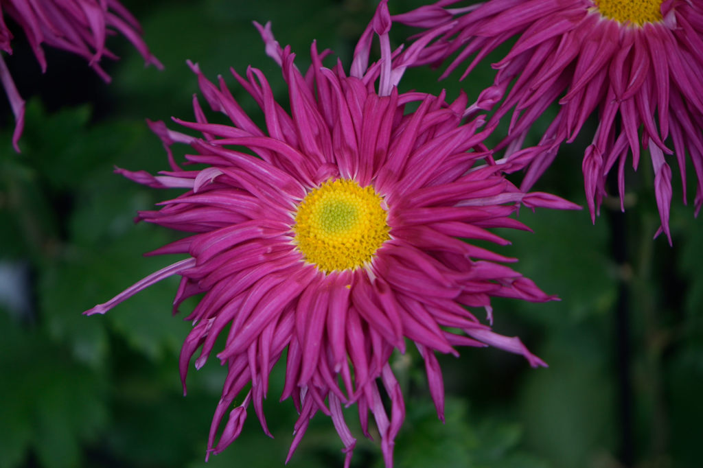 古典菊　下谷紫