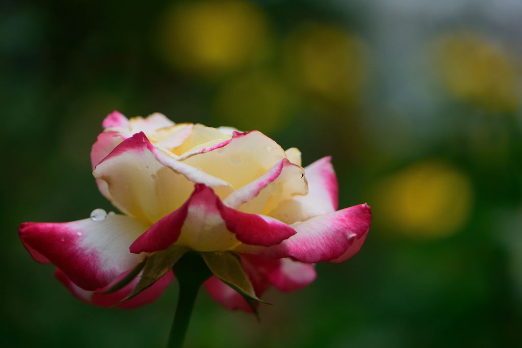 薔薇　ダブルデライト
