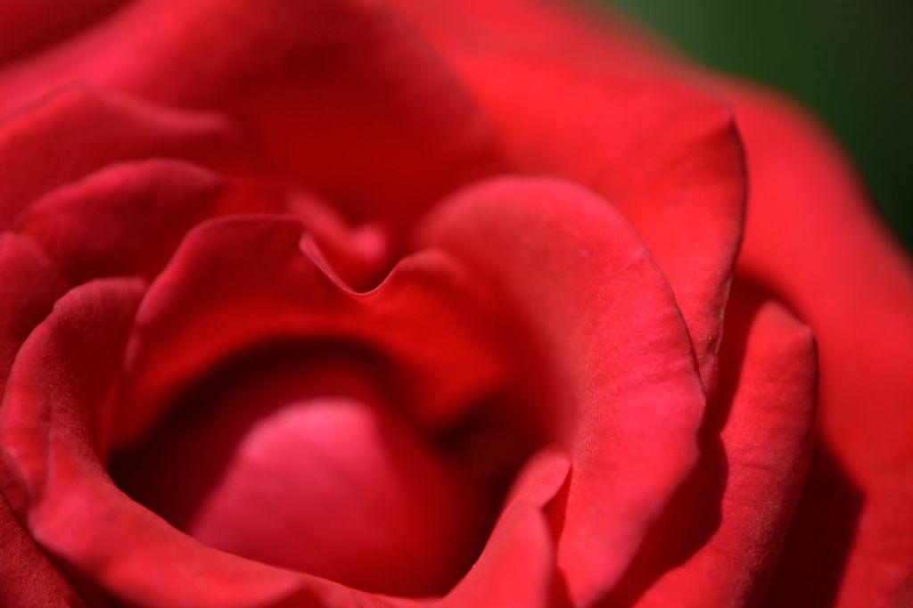 赤薔薇