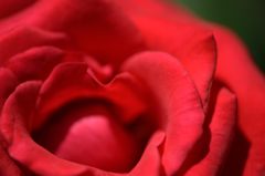赤薔薇
