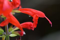 チェリーセージ