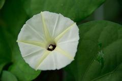 ヒメノアサガオ