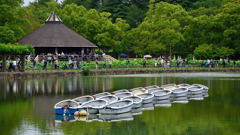 大賀ハスまつり　千葉公園