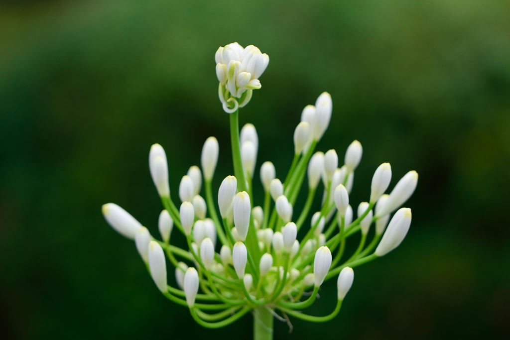 アガパンサス　帯化