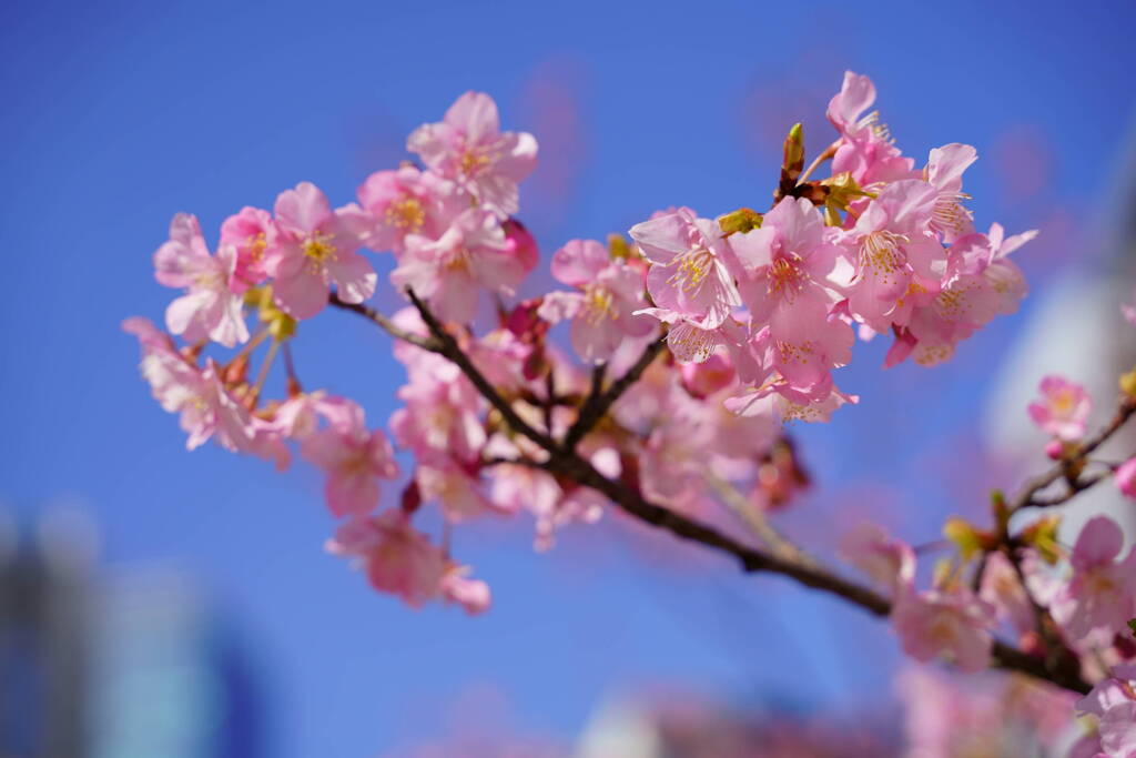 河津桜　ビルと