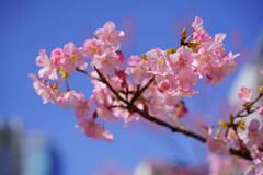河津桜　ビルと