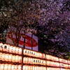 渋谷桜丘桜まつり　４