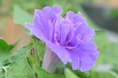 朝顔　青丸咲牡丹