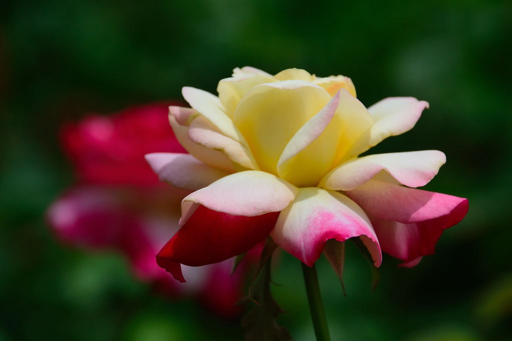 薔薇　ダブルデライト　横顔
