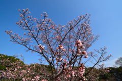 寒桜　１