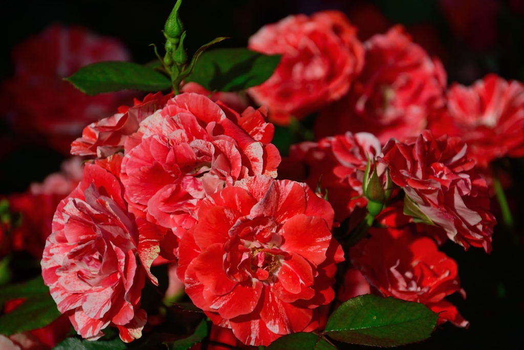 薔薇　タイガーテール