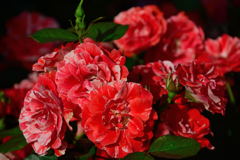 薔薇　タイガーテール