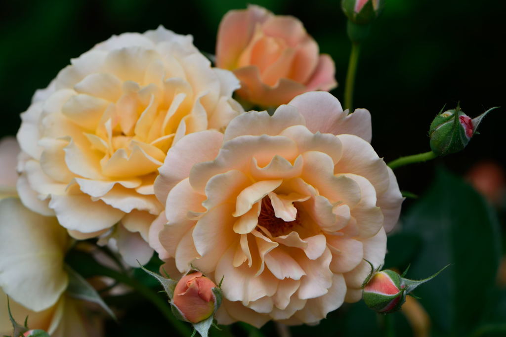 パソナの薔薇　2