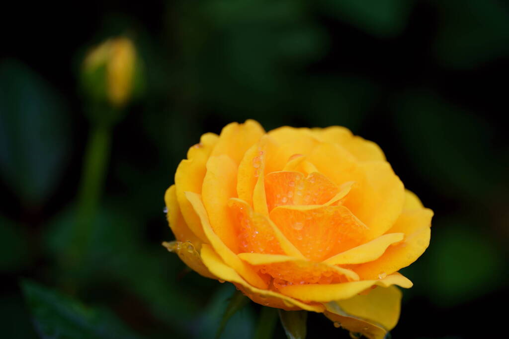 薔薇