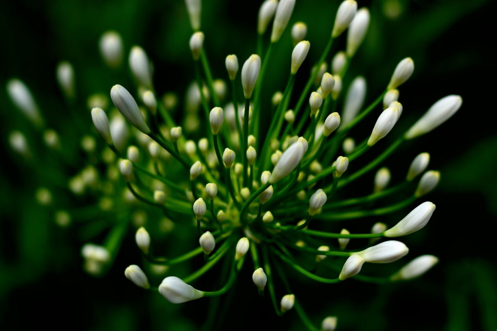 アガパンサス　６