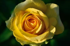 薔薇　セント　パトリック