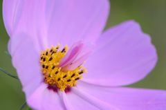 ふつうの秋桜　11