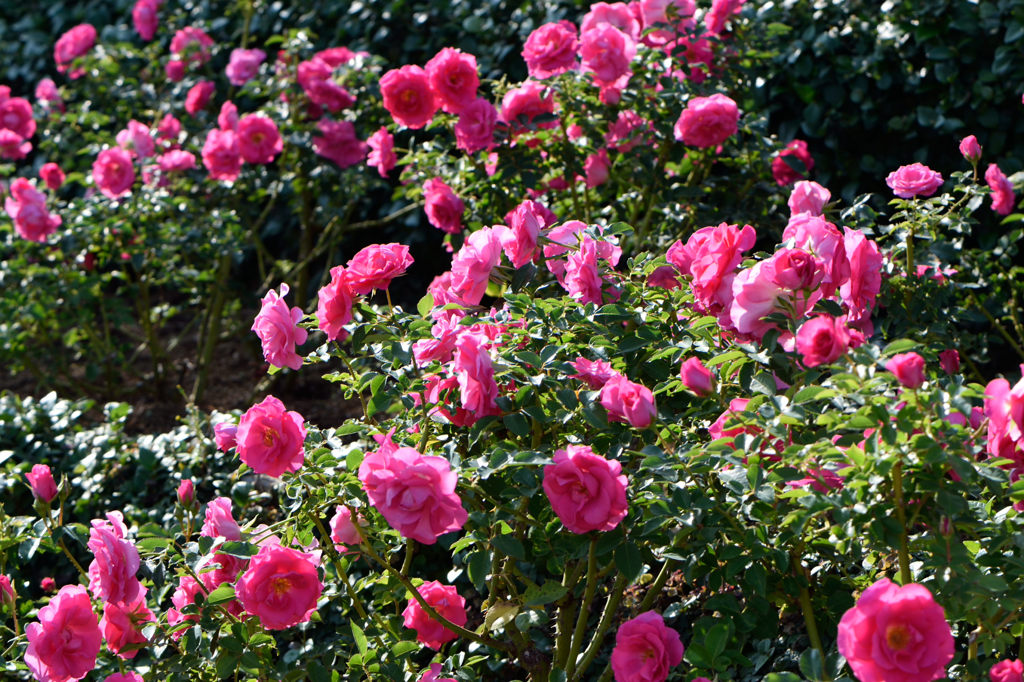 秋薔薇　咲き誇るうらら