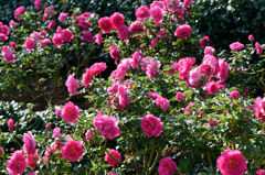 秋薔薇　咲き誇るうらら