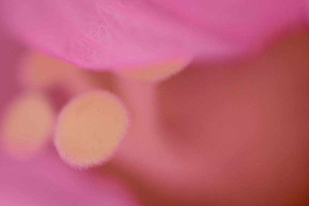 秘密基地ピンク１