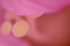 秘密基地ピンク１