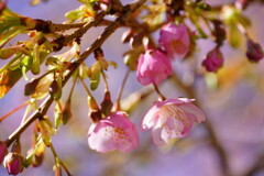 河津桜　３
