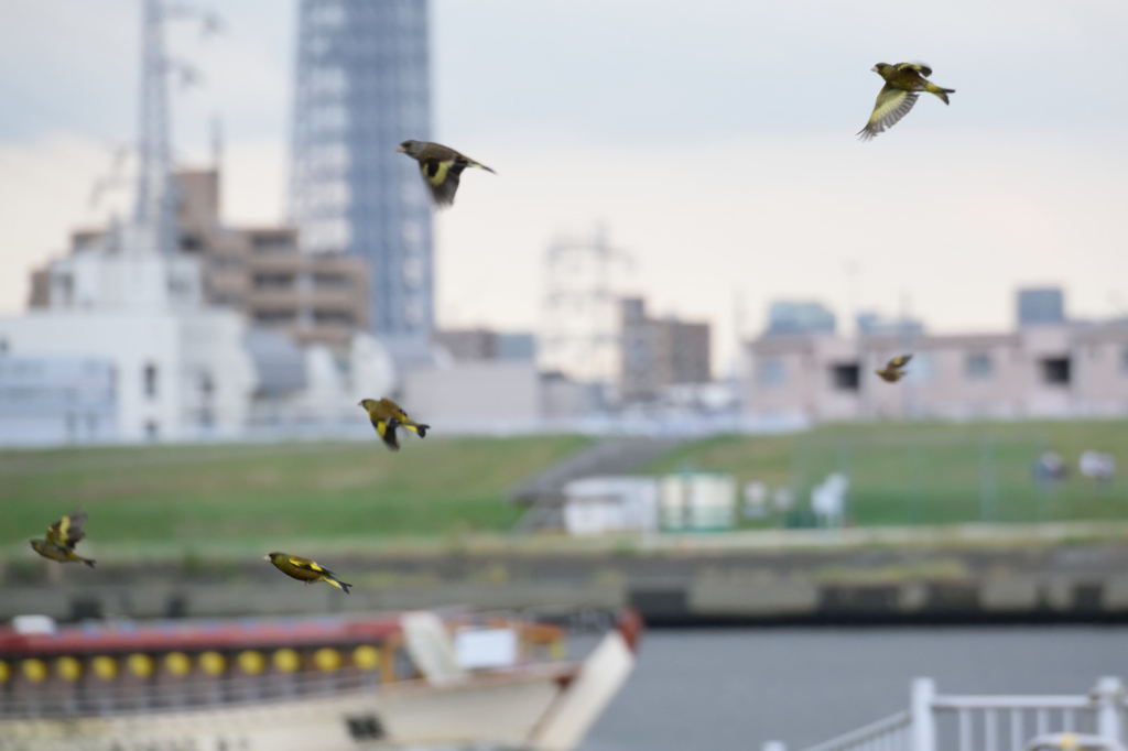 カワラヒワ　飛ぶ