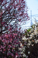 小村井　香取神社　香梅園