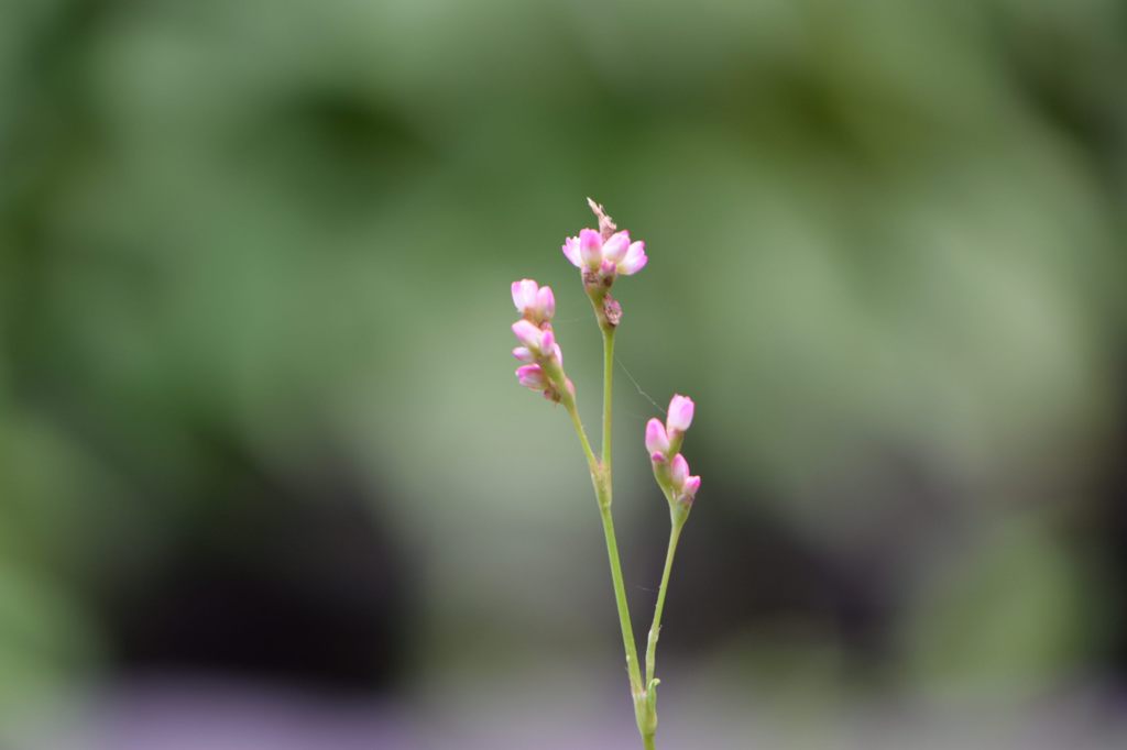青は藍よりいでて藍より青し