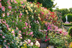 薔薇のトンネル