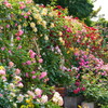 薔薇のトンネル