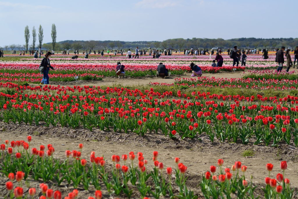 思い思いの佐倉チューリップフェスタ