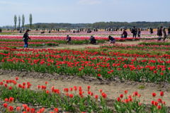 思い思いの佐倉チューリップフェスタ