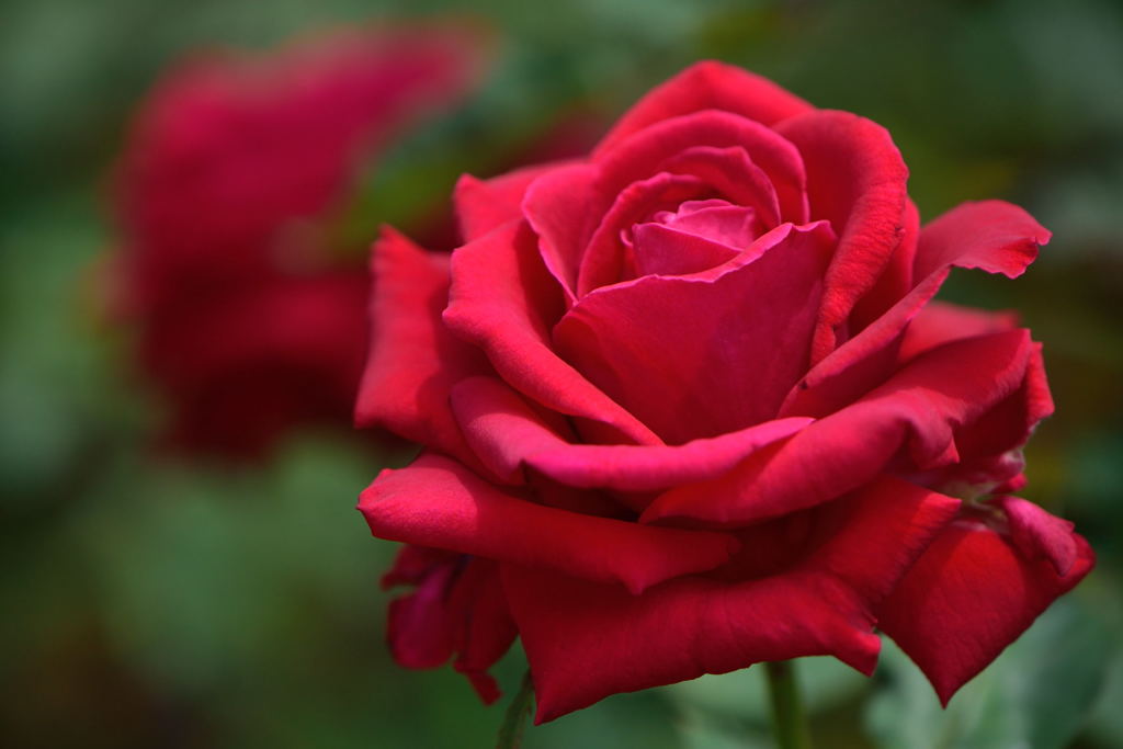 薔薇　アメリカン プライド
