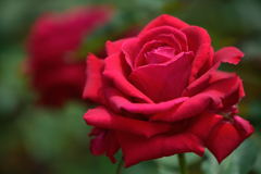 薔薇　アメリカン プライド