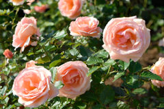 秋薔薇　フレグラント・アプリコット