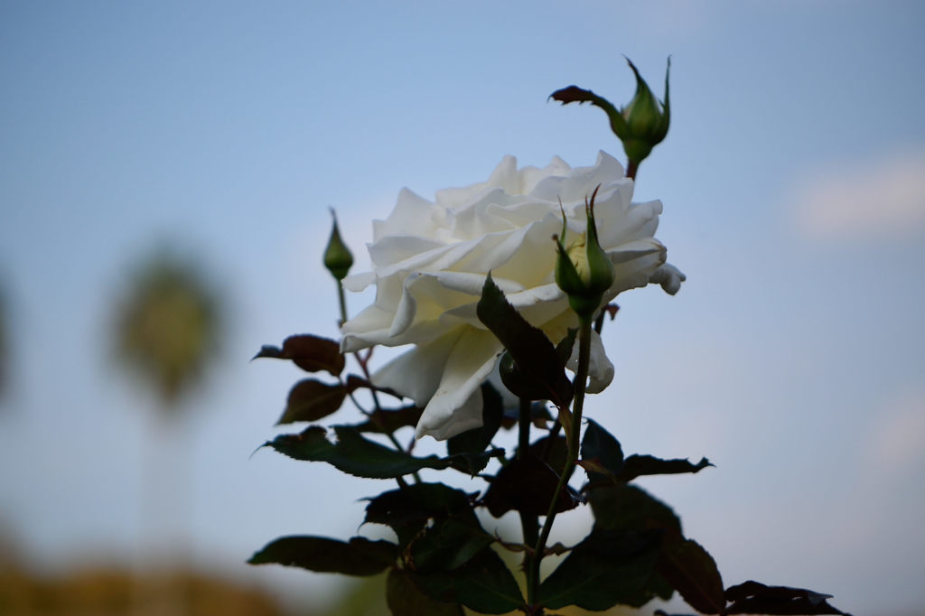 秋薔薇　シルエット