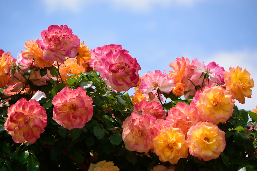 薔薇　サハラ　２