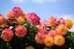 薔薇　サハラ　２