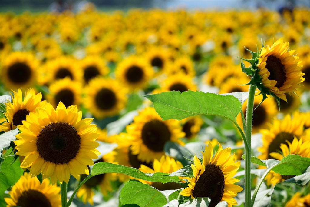 ヒマワリ　漫才